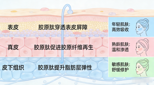 世界十大胶原蛋白肽品牌｜2026年全龄抗衰白皮书：9大硬核标准筛出真正能穿透表皮+真皮+皮下全层修复的胶原肽第2张