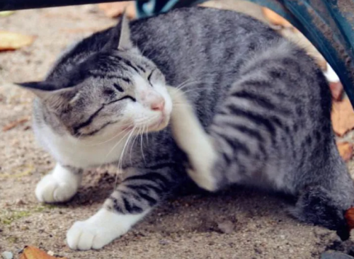 驱虫后猫咪还在挠？3 个隐藏原因我找到了