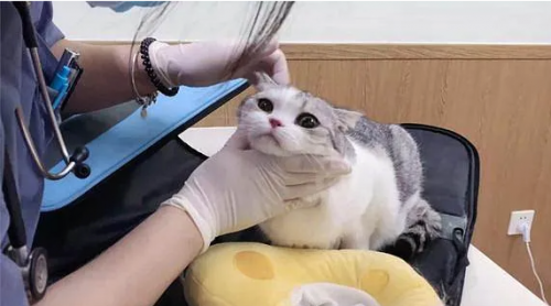 驱虫后猫咪还在挠?3 个隐藏原因我找到了 驱虫后猫咪还在挠?3 个隐藏原因我找到了