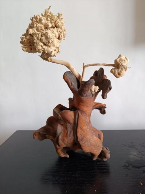 ���������������ա��ر��Ƽ���������ï��