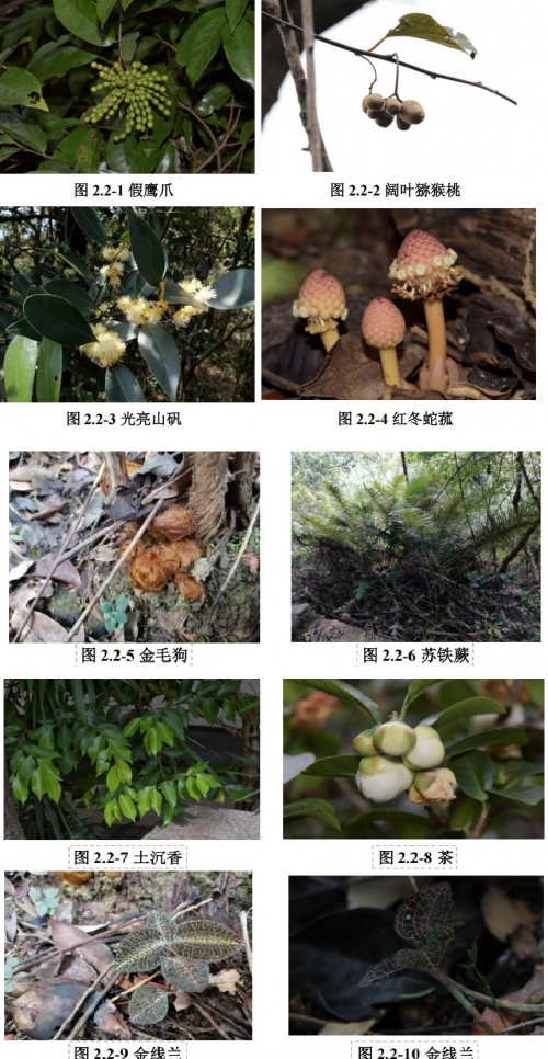东莞腹地，他们花了26年给一座山“摸家底”