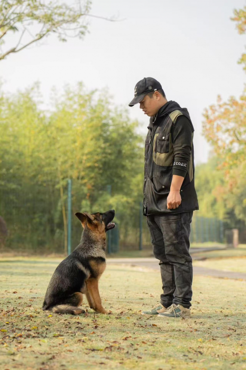 了解添旺犬舍：一家杭州老牌犬舍的培育体系与服务能力