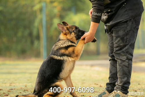 添旺犬舍训练中心