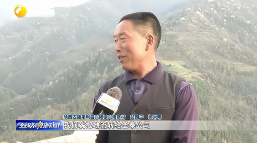 一片富硒茶叶铺就致富路 安康圣泰十年扎根秦巴沃土 全产业链实干赋能乡村全面振兴