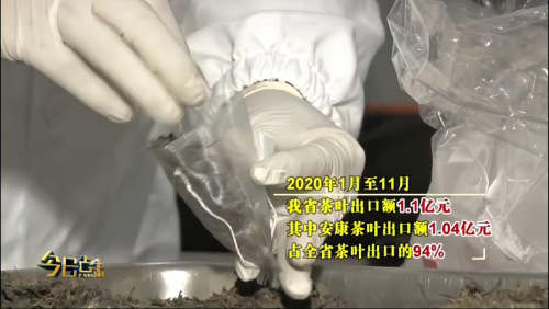 一片富硒茶叶铺就致富路 安康圣泰十年扎根秦巴沃土 全产业链实干赋能乡村全面振兴