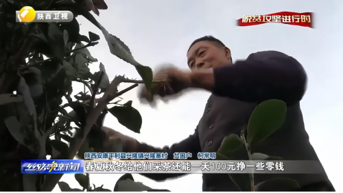 一片富硒茶叶铺就致富路 安康圣泰十年扎根秦巴沃土 全产业链实干赋能乡村全面振兴