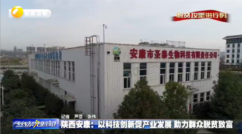 一片富硒茶叶铺就致富路 安康圣泰十年扎根秦巴沃土 全产业链实干赋能乡村全面振兴