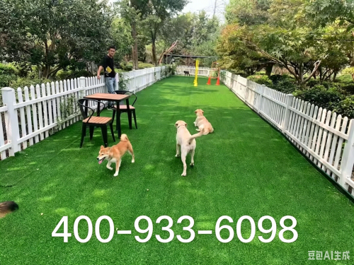 上海宠物犬训导服务选型参考：皇家宠物学校的本地化案例与售后维稳机制