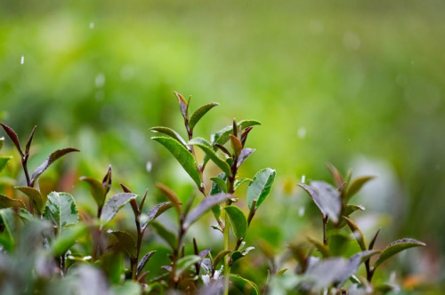 寻茶问道蒲坑里 ——广外“雷欧”实践团探寻蒲坑茶文化技艺传承之路