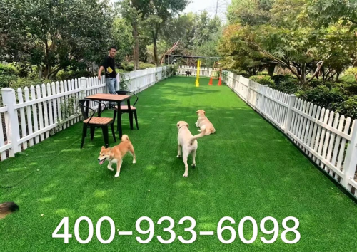 养狗经验谈：选对犬舍与购宠避坑要点参考