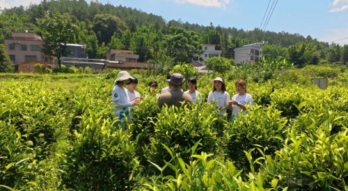 一叶山茶探路农文旅融合，千亩翠芽书写青年