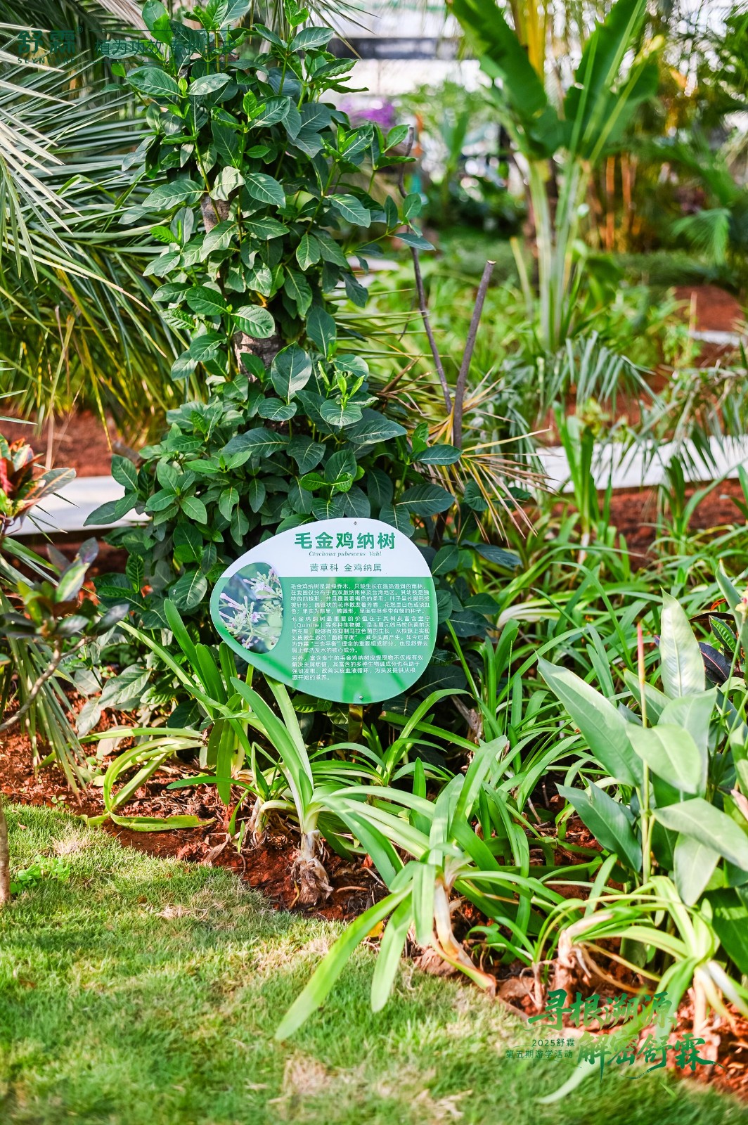 将热带雨林“搬”进工厂：舒霖与雨林共生，守护品牌未来