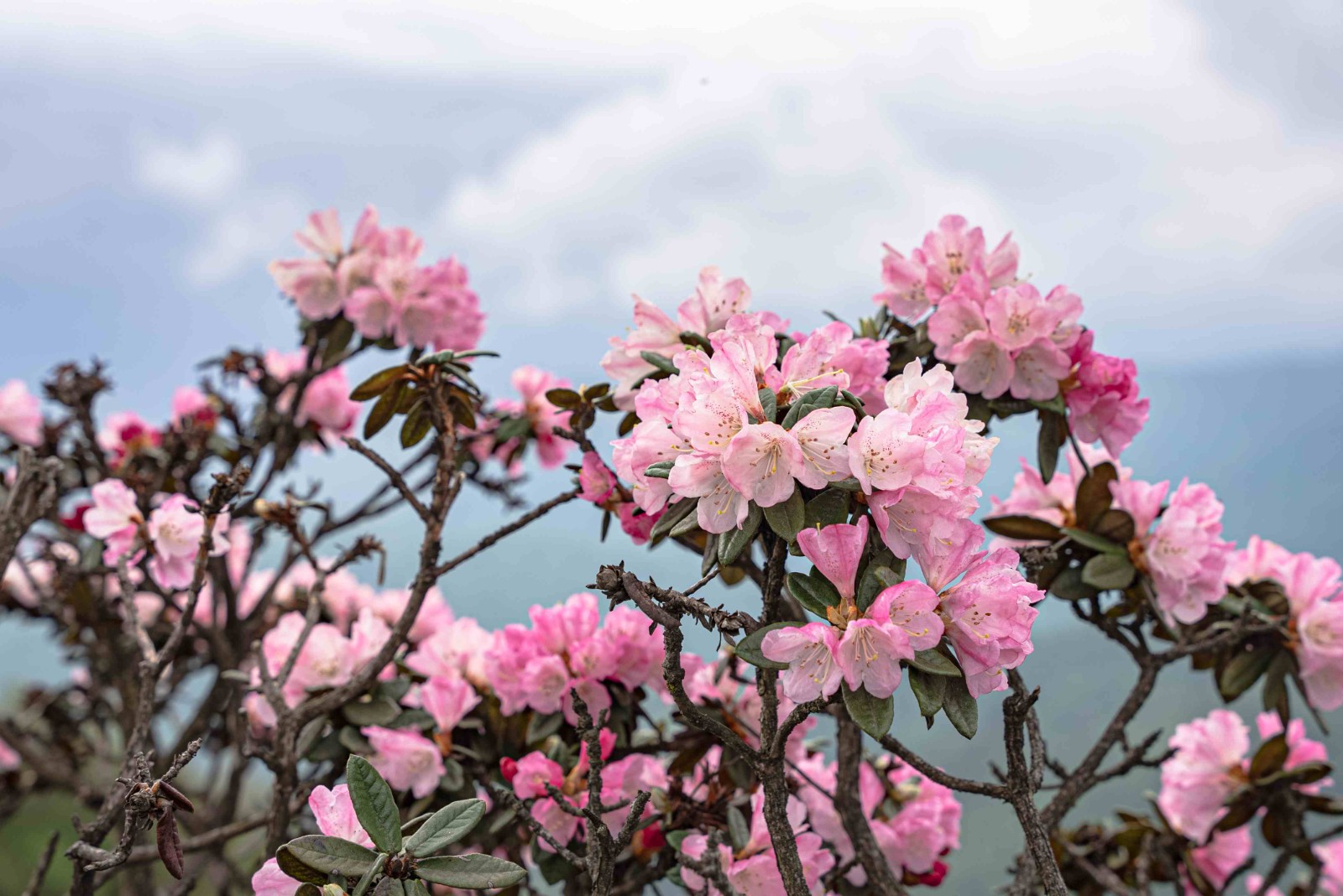 “西南F4”集合！光雾山面向云贵川渝推出“折耳根联盟”免票优惠