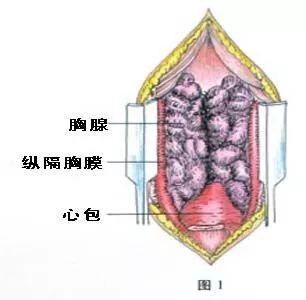 HGH可以帮助人体重新构造年轻时候的免疫系统