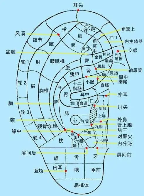 中医养生你听过磁珠耳豆吗？有什么作用？