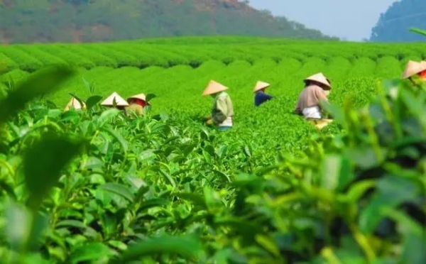 东书房茶业：云南茶业如何在“品类多品牌少”的困境中寻找突破-中国热点教育网