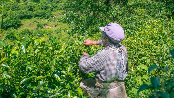 普洱茶越陈越香，但首先你要选择无农残零添加的茶叶-热点健康网