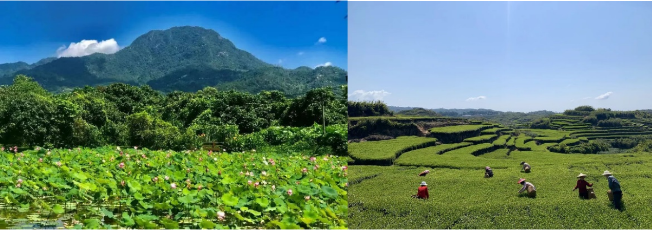 当“莲花楼”走进现实，闽南古厝画卷在此徐徐展开