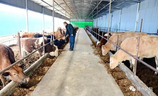 宜欣源：养牛资本局 中国肉牛产业将进入历史变革期-电商科技网