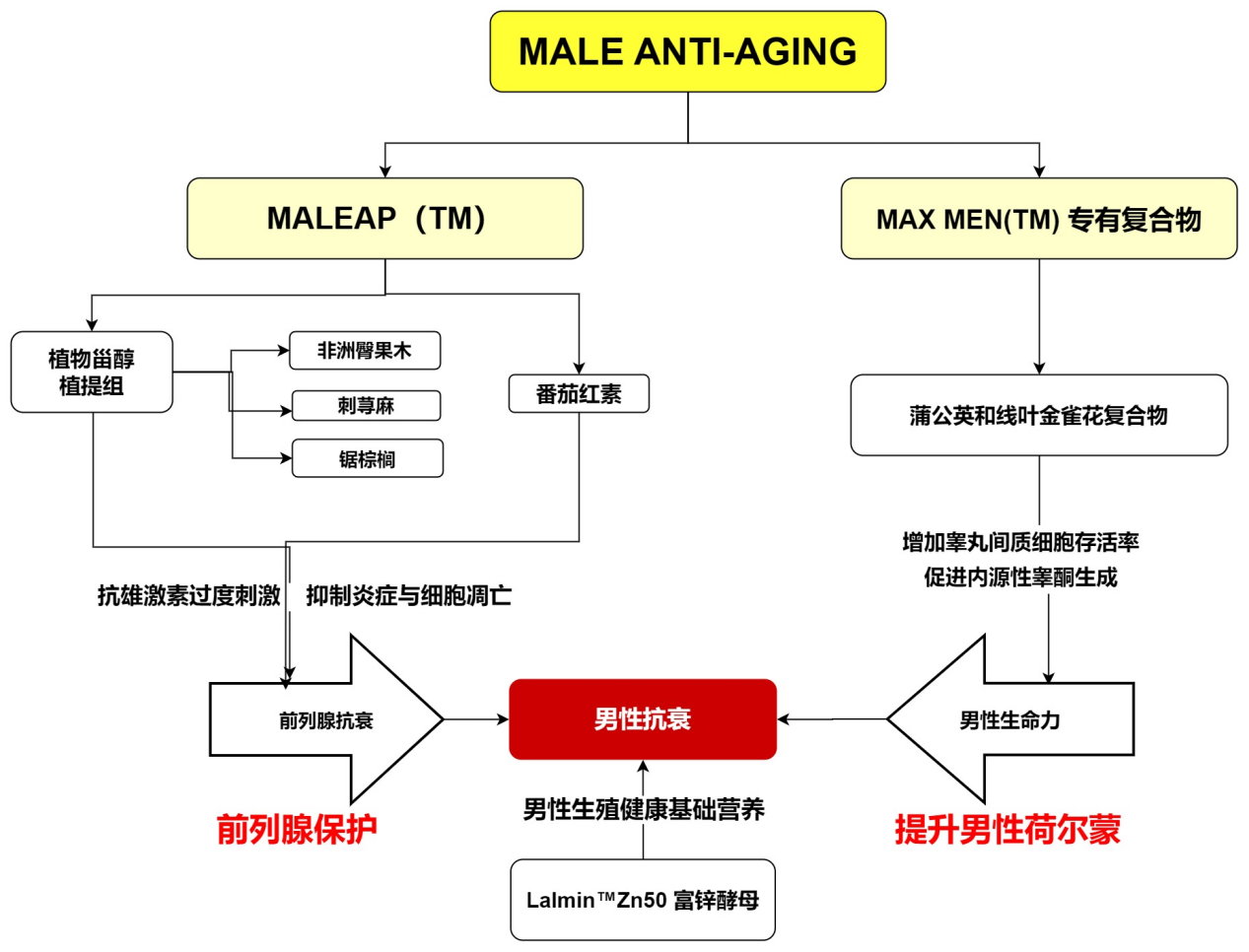 作用机理