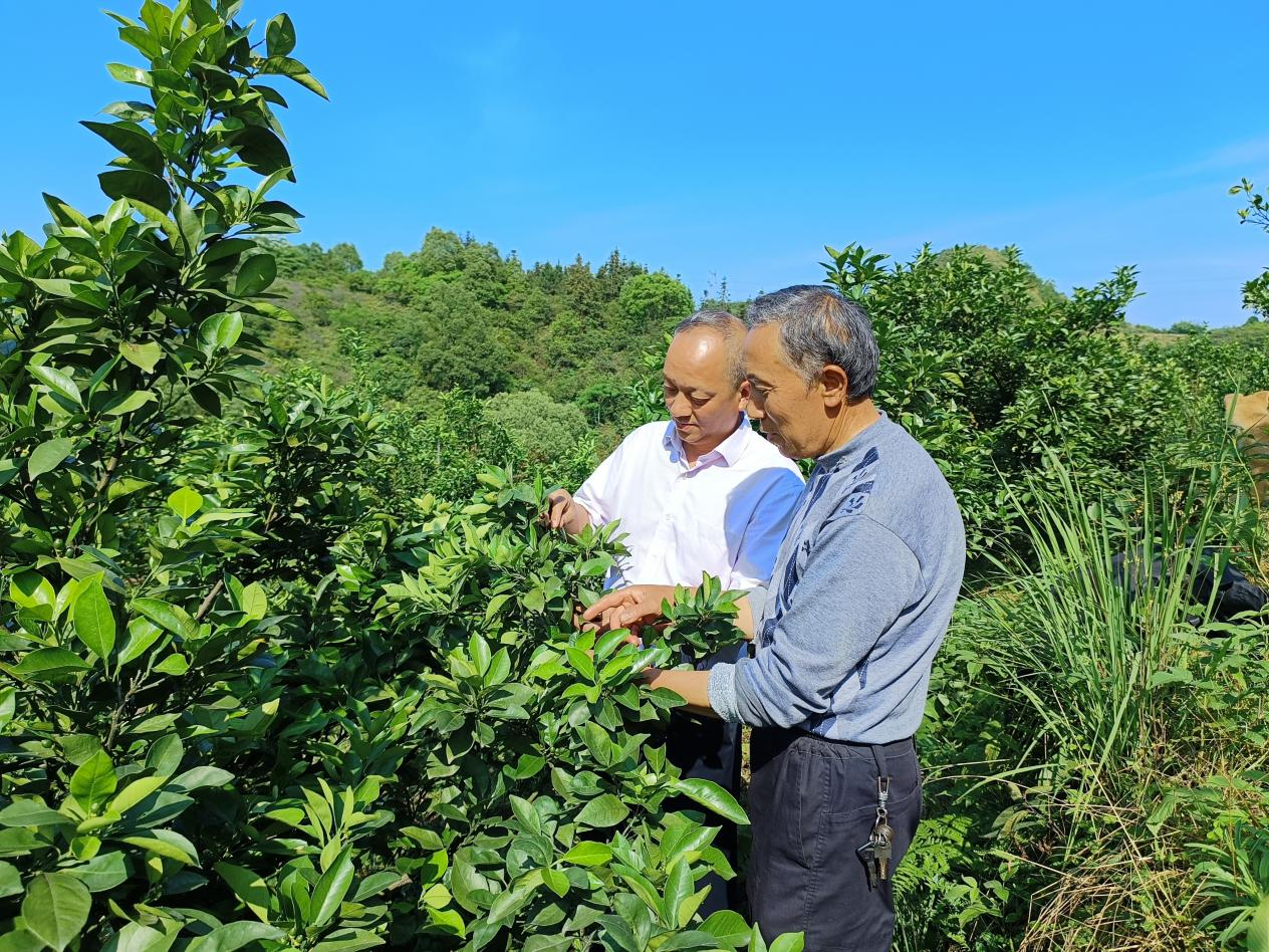 强村富民公司董事长曾宪林（左一）正在查看脐橙基地情况