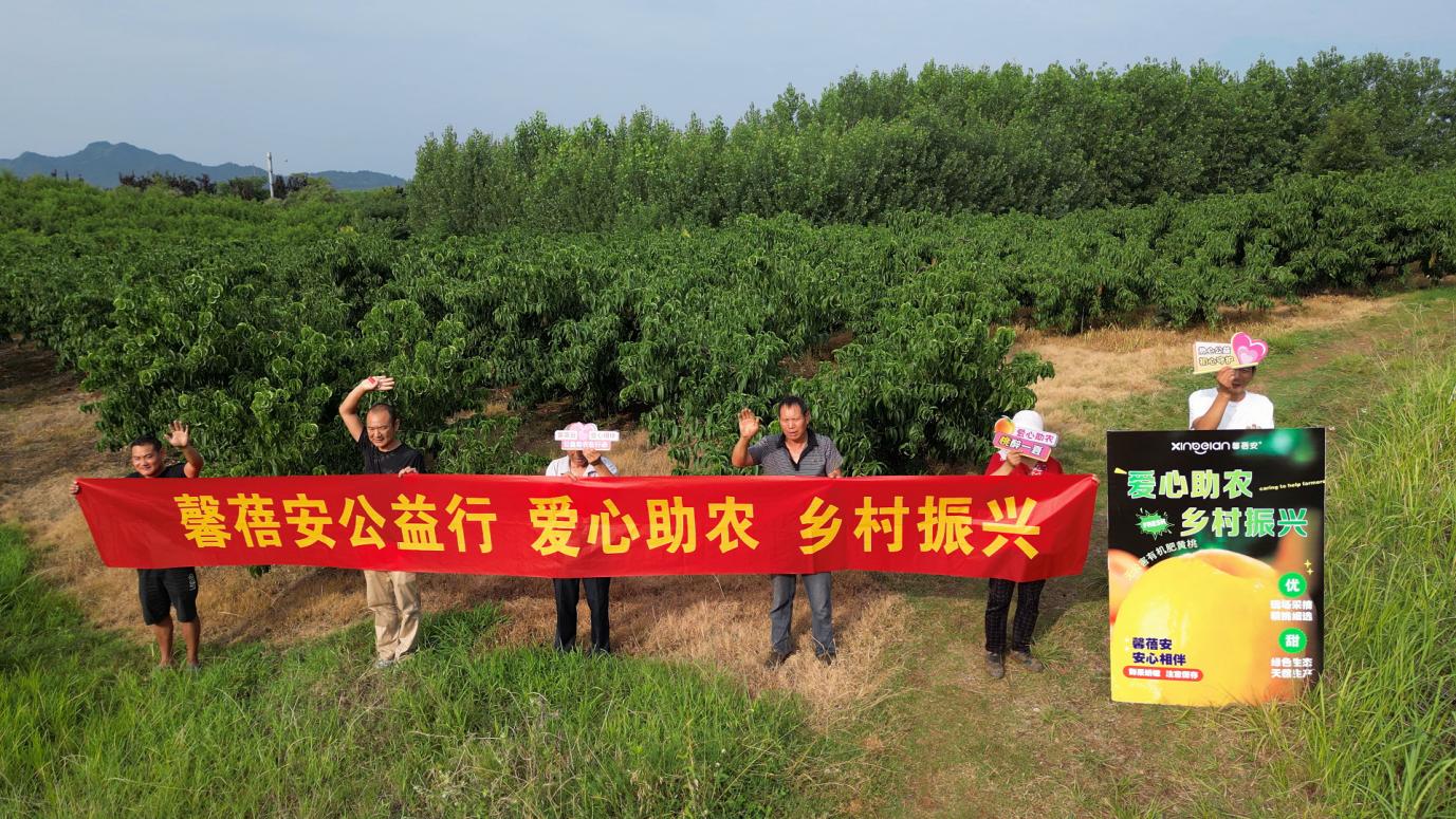 襄阳黄桃产量喜人，馨蓓安公益行助力乡村振兴