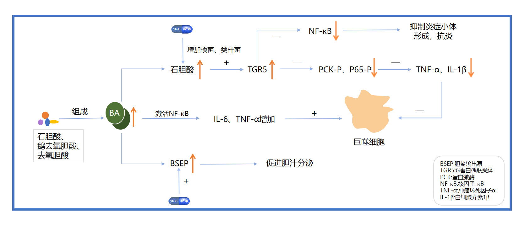 肠道菌群在非酒精性脂肪性肝病中的研究进展