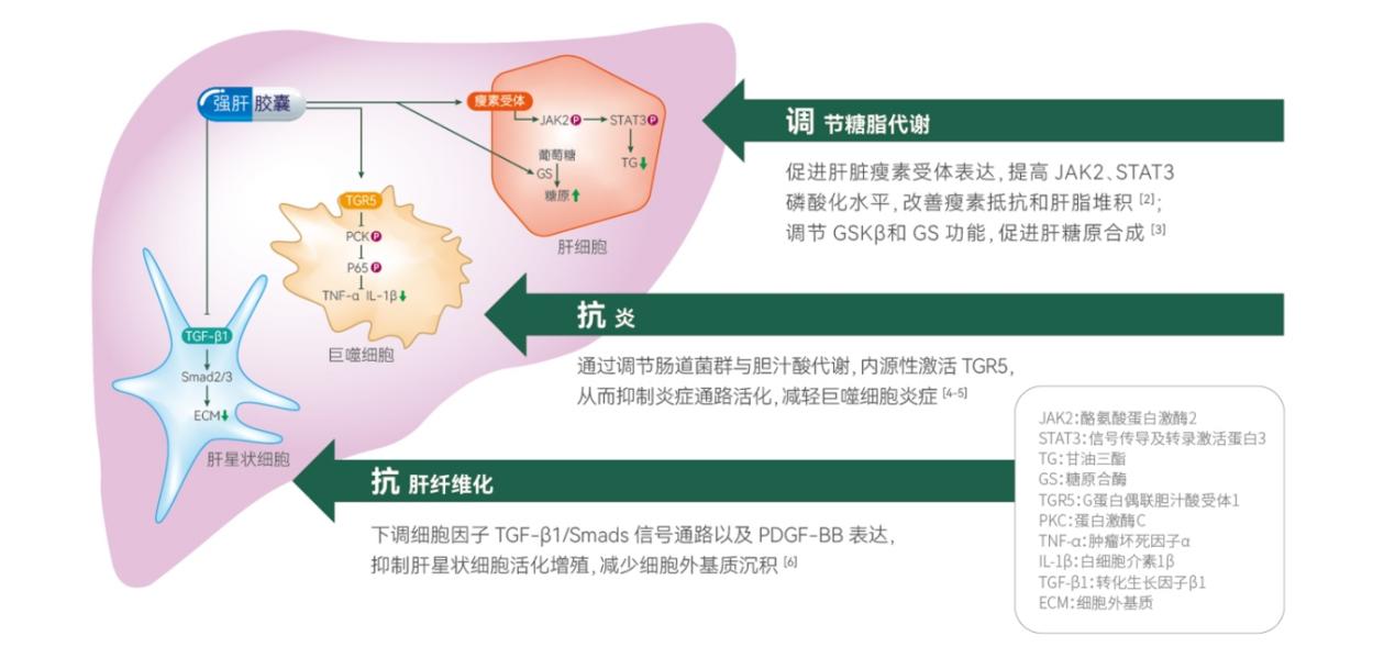 巨噬细胞参与非酒精性脂肪性肝病的研究进展