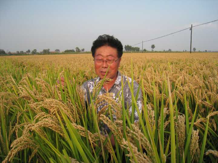 心怀大国梦 践行富民责——访中国著名水稻育种专家许雷