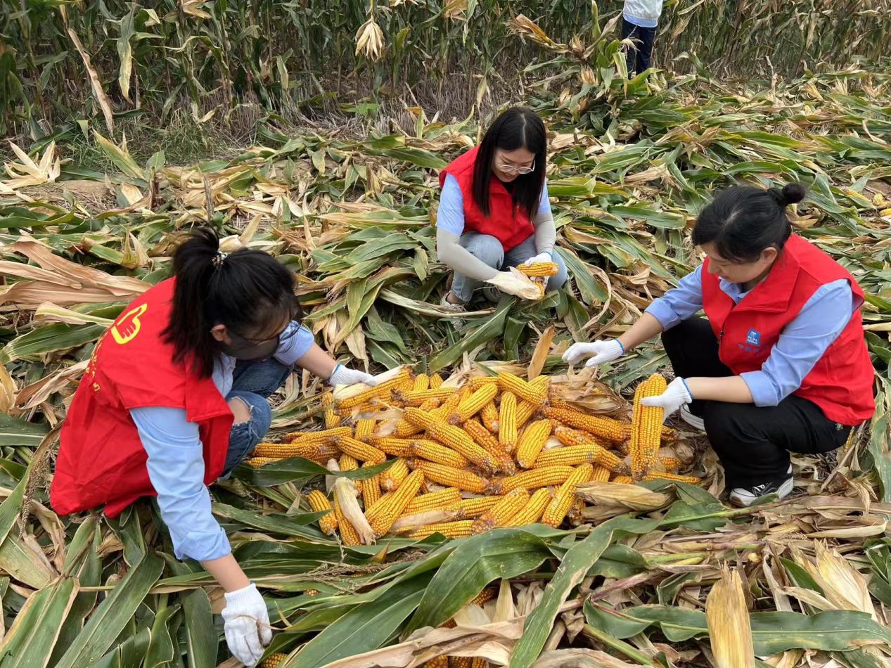 女同志捡玉米