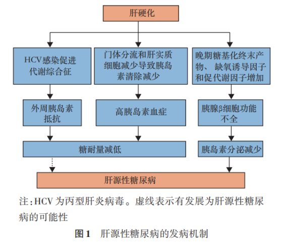 强肝胶囊用于肝纤维化肝硬化，疗效显著