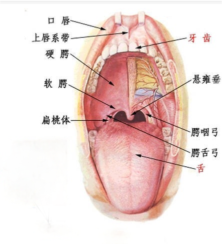 喉咙“警报”响起？破解干痒咳嗽的密码