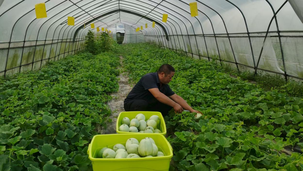 湖北保康：冷棚焕活 热播接力 共催致富果