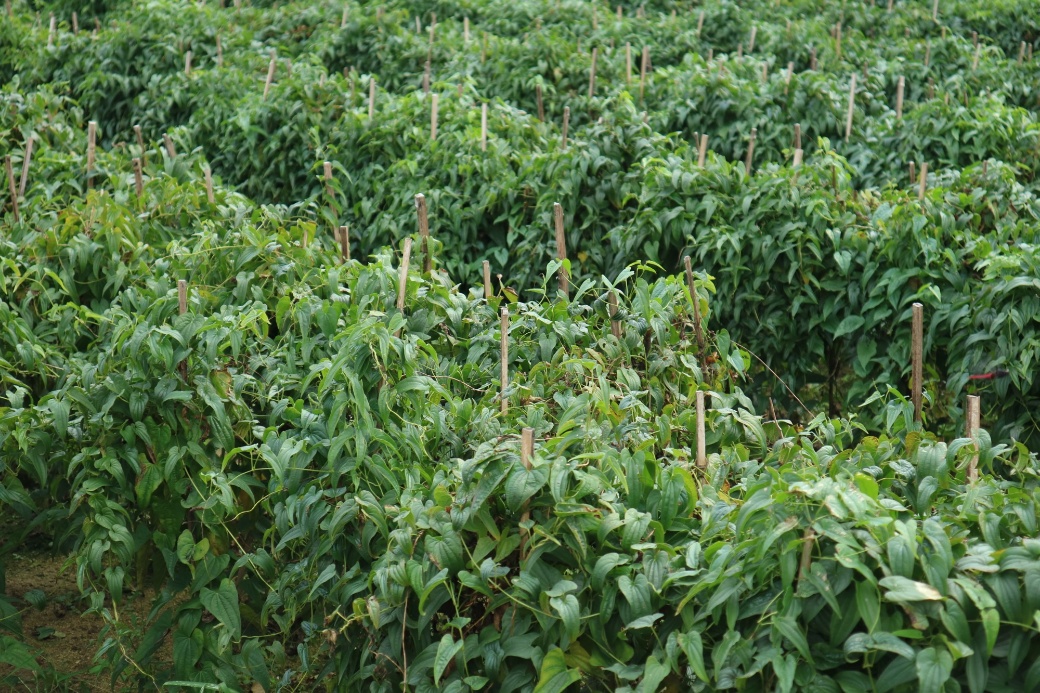 湖北武穴：田野里的“烟草红”