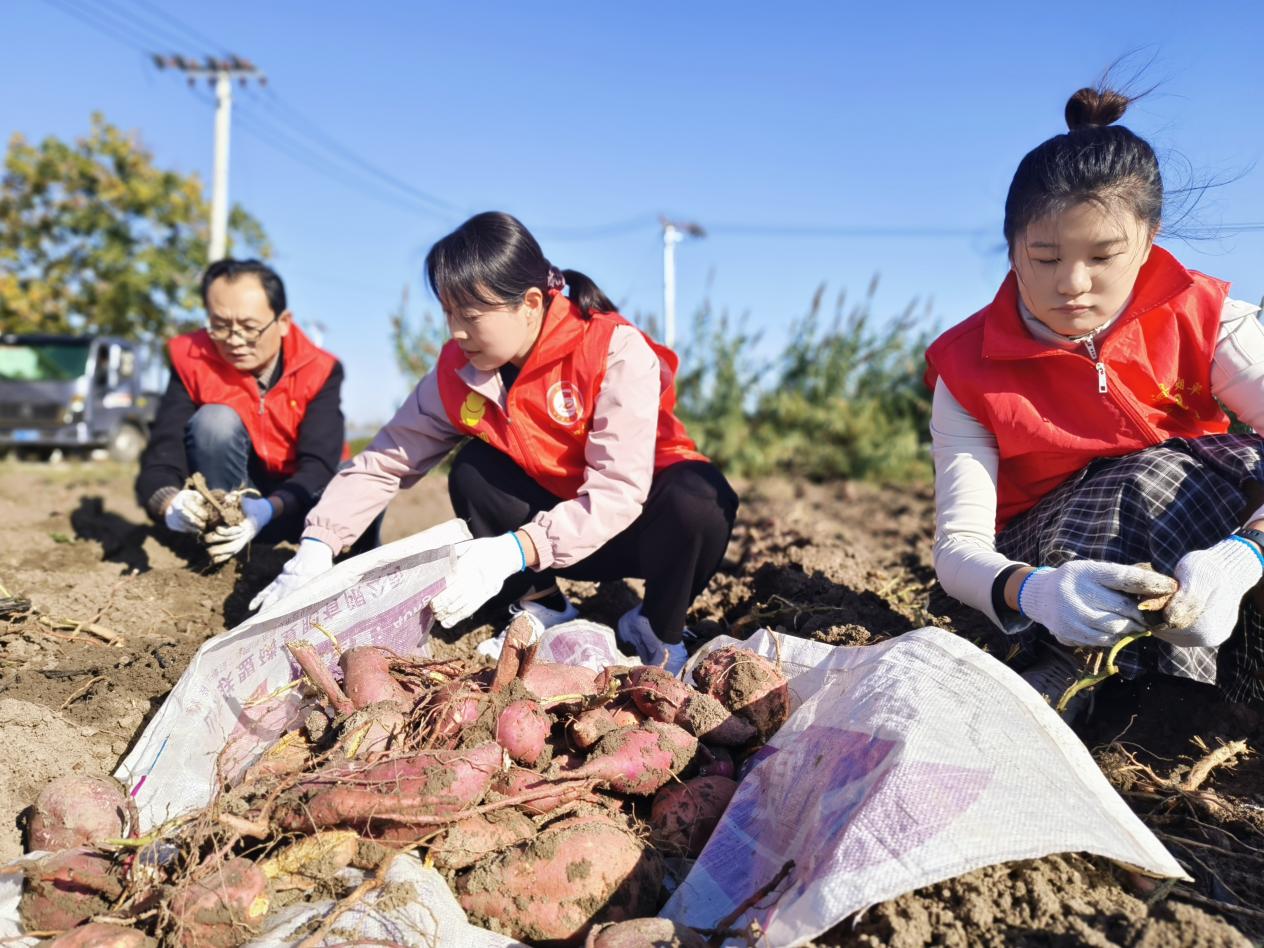 红薯地里党旗飘：泥泞中的抢收，让丰收更有温度