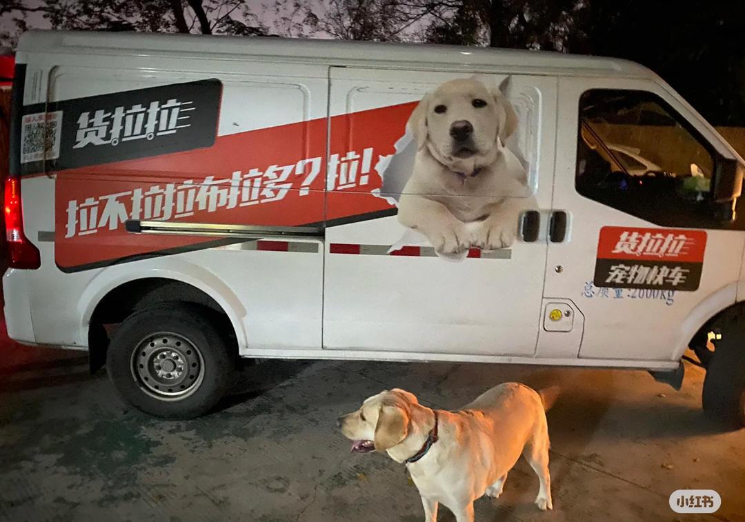 宠物出行新趋势：货拉拉为宠物主提供便捷运输