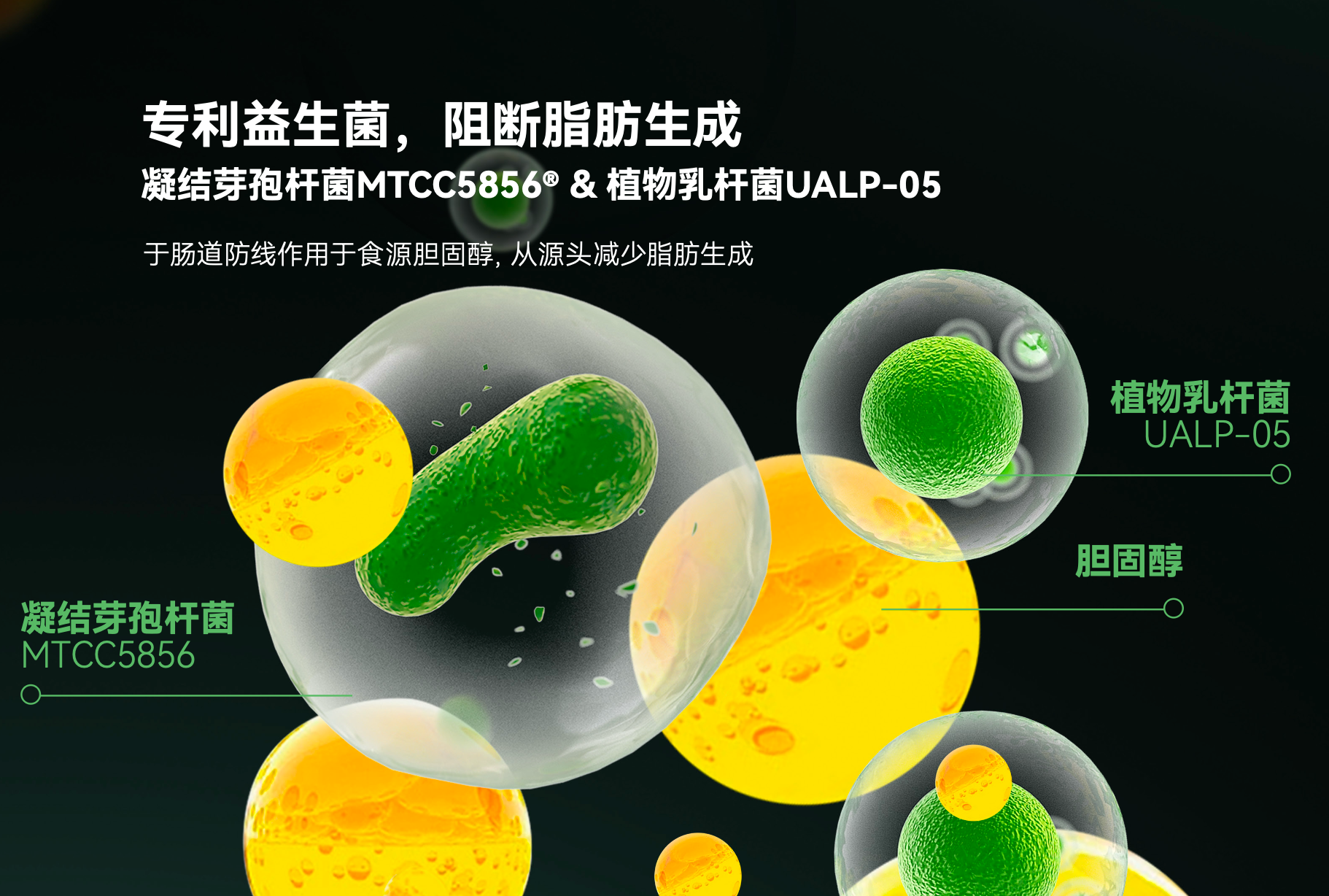 解锁肠肝联动护肝逻辑,LAIFE「乐轻肝」双通道护肝受认可
