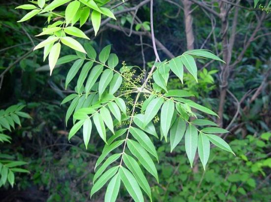 警惕“花草陷阱”：小接触可能引发大麻烦，皮肤防护要做好
