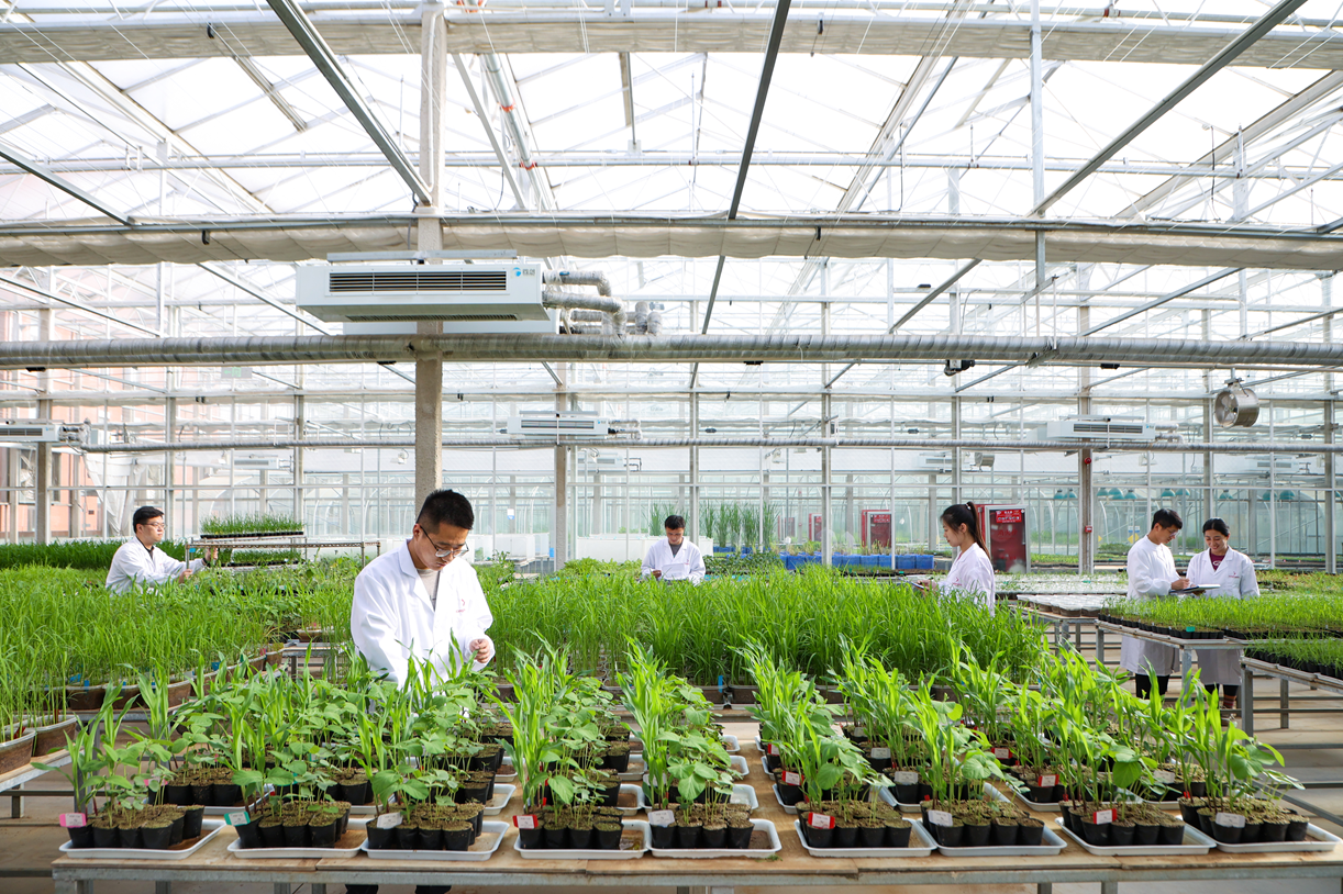 清原绿色高效除草剂创制成果获青岛市科学技术进步一等奖