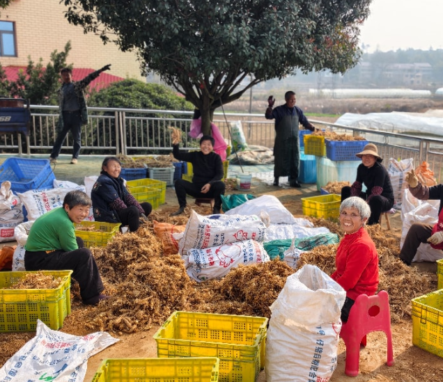南国药都邵东廉桥：药香润泽，百姓何以增收