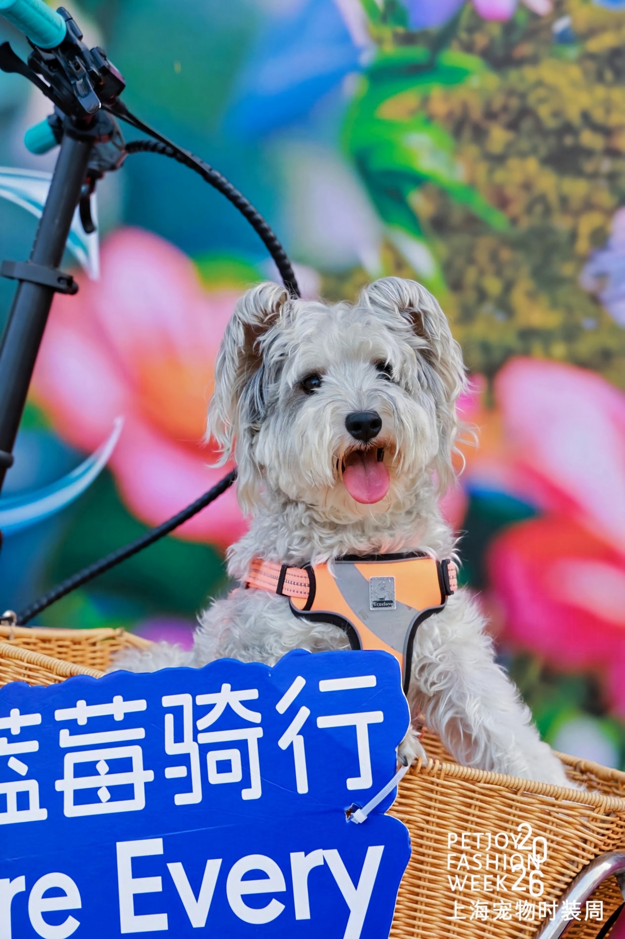 魔都宠物友好地图更新：从街角咖啡馆到滨江秀场，带毛孩子解锁城市新玩法