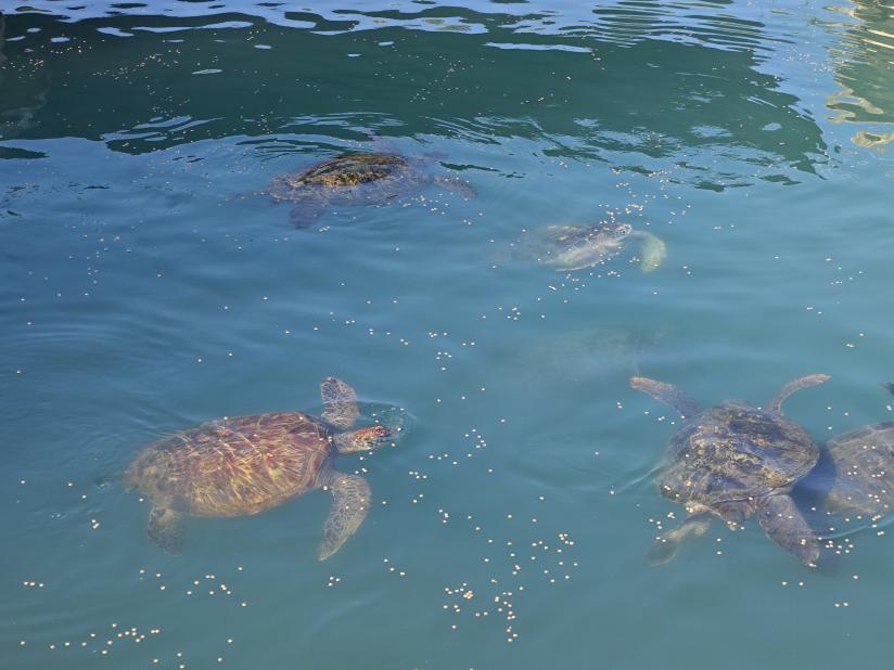 63de09439e62b1c8c57049113decb00