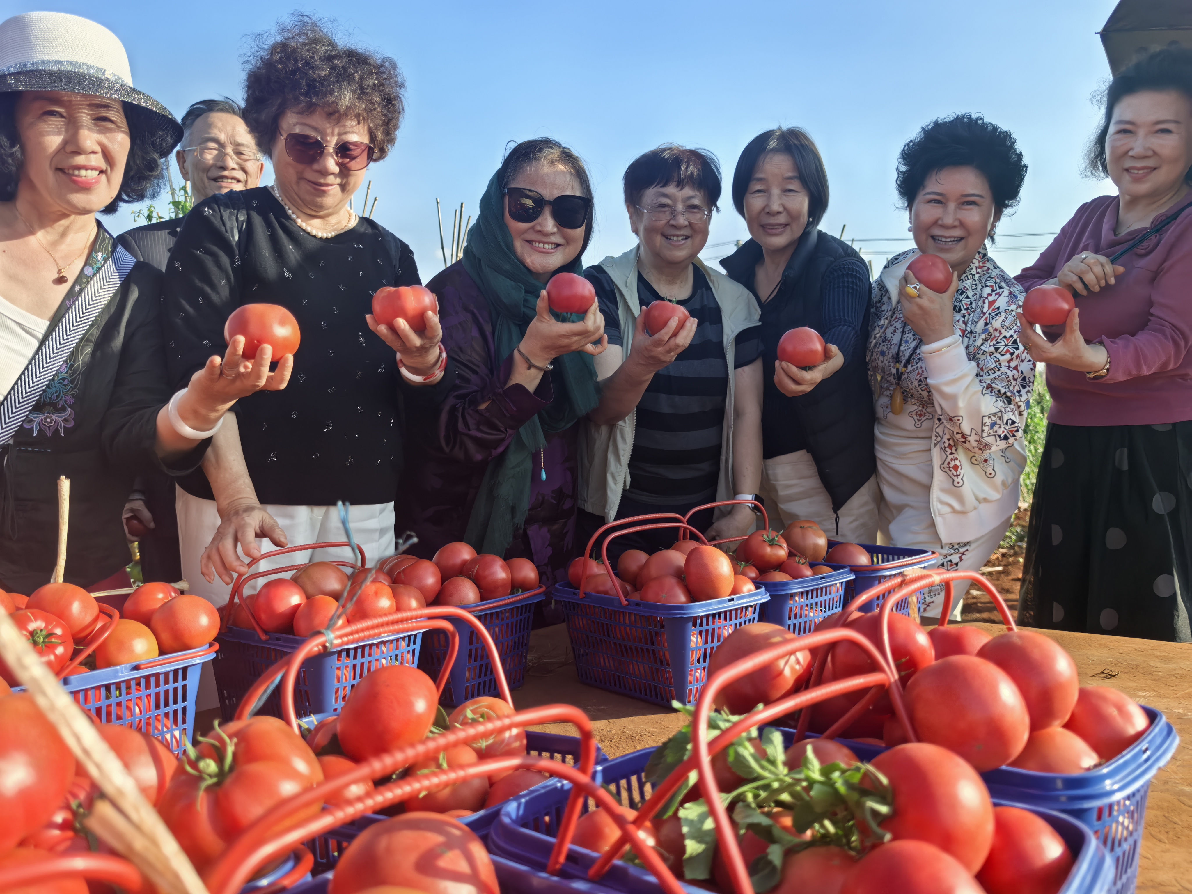 阳光人寿海南分公司走进乾彩村：“以购代销”让西红柿成“增收金果”