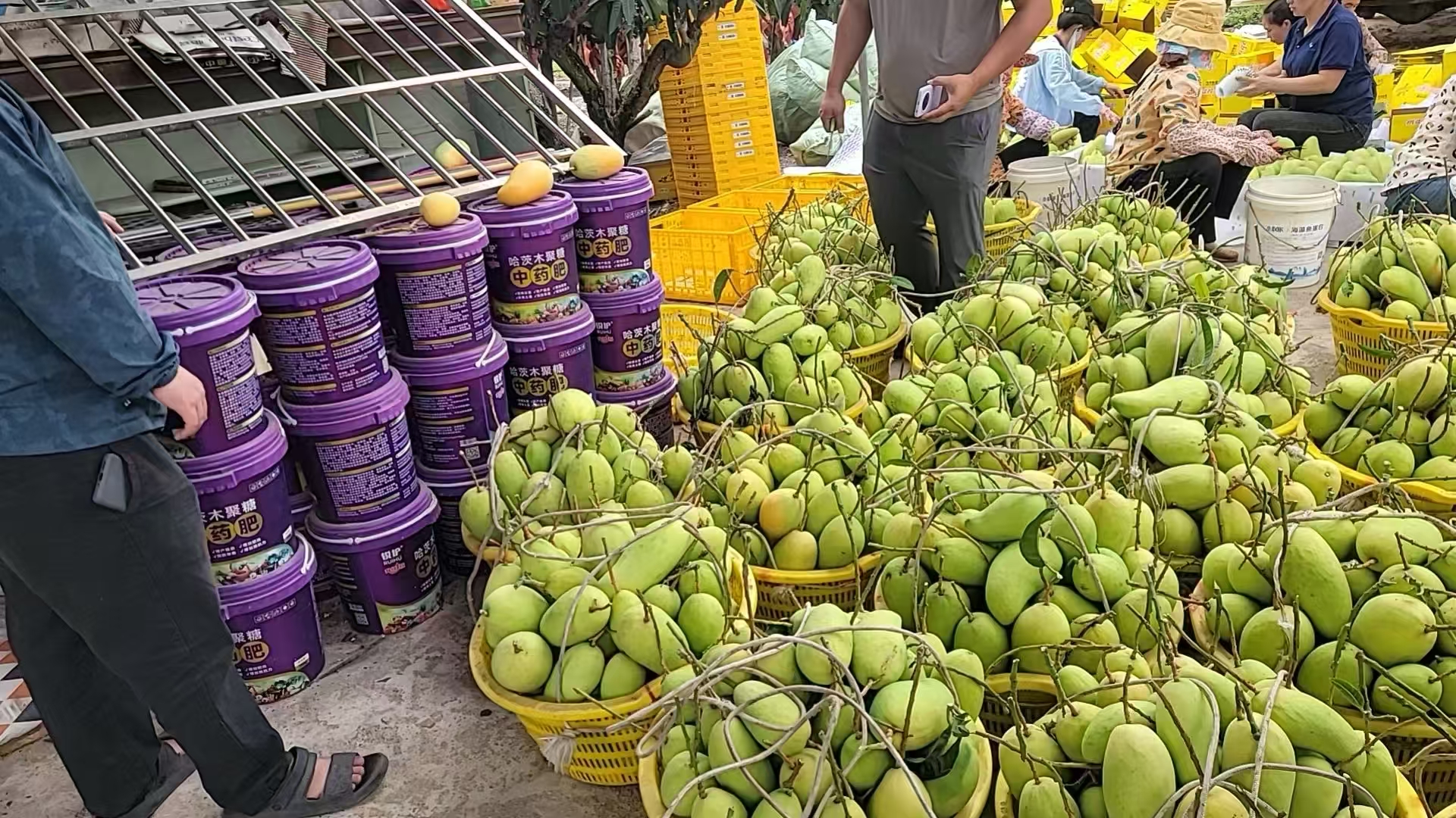 2026年TOP5好用的中药肥机构出炉，看看哪家能满足你的需求？