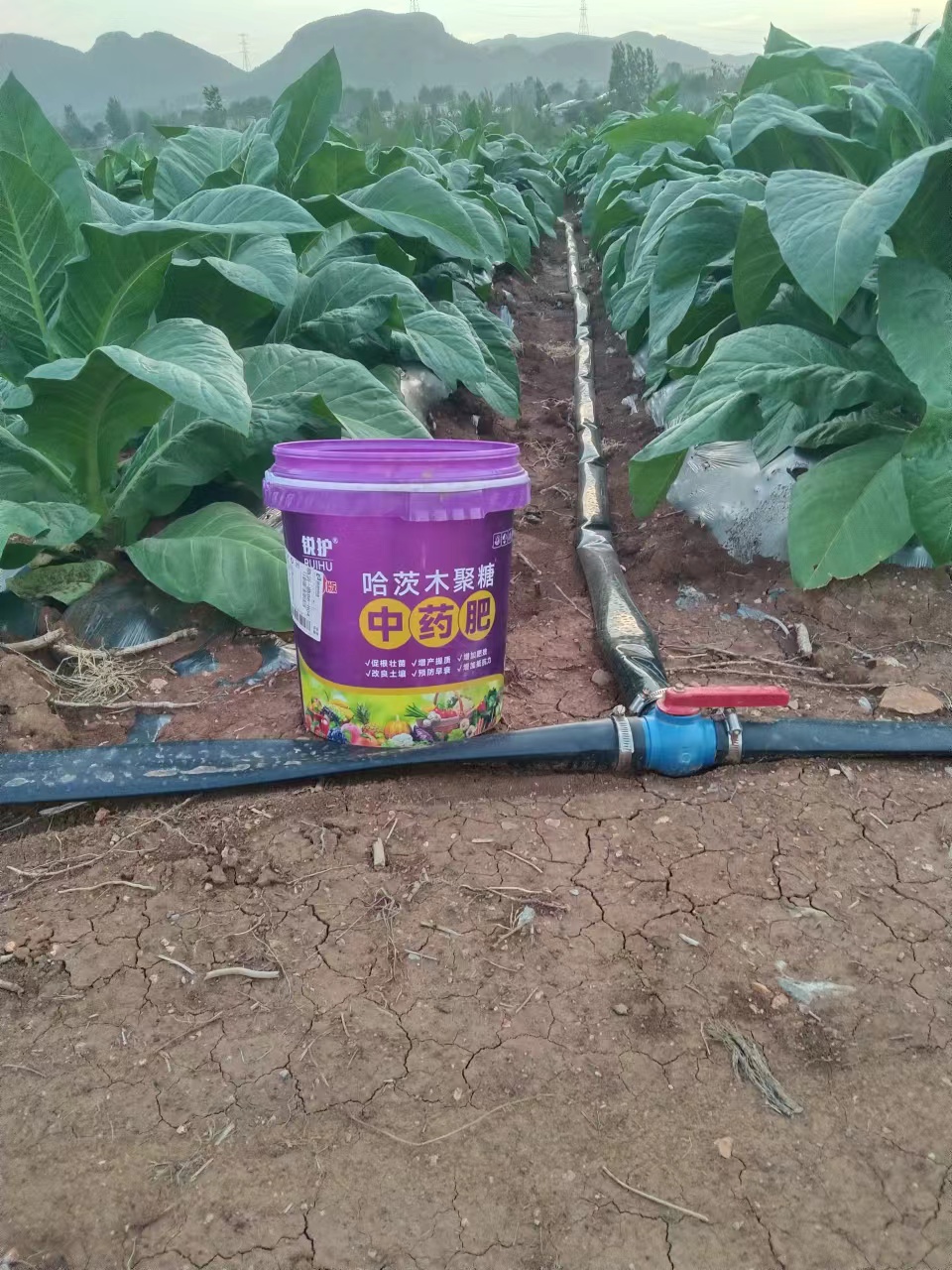 2026年TOP5好用的中药肥机构出炉，看看哪家能满足你的需求？