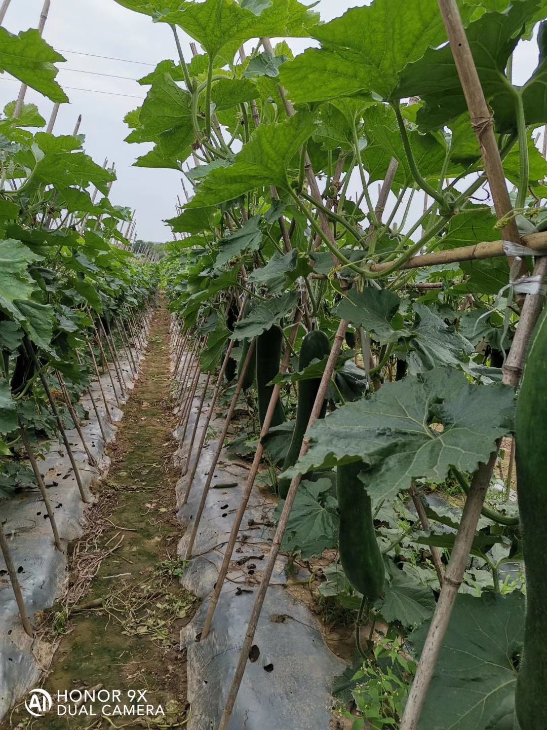 2026年TOP5好用的中药肥机构出炉，看看哪家能满足你的需求？