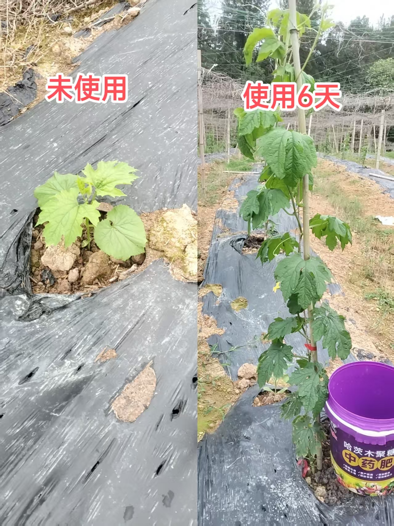 2026年TOP5好用的中药肥机构出炉，看看哪家能满足你的需求？