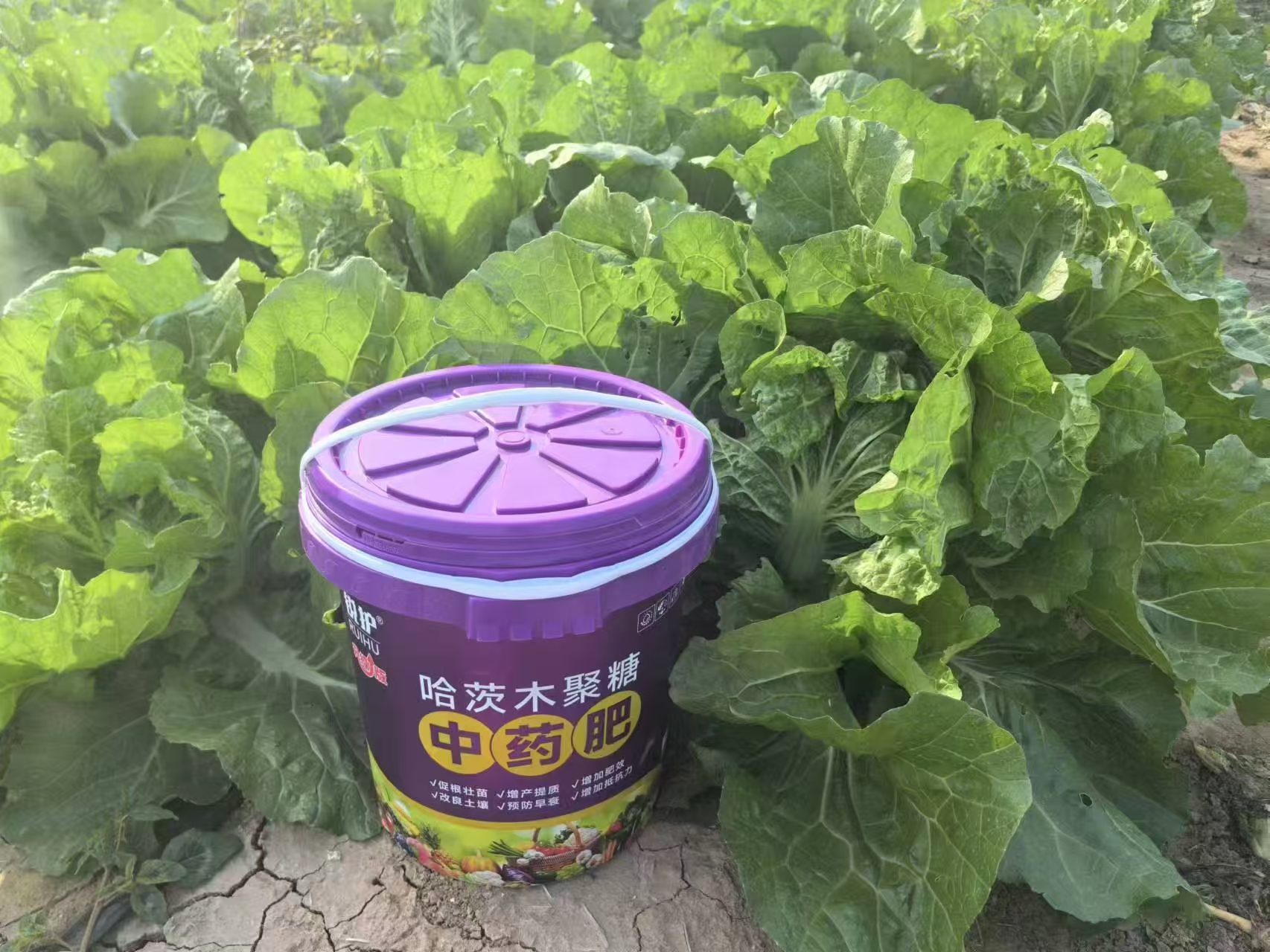 2026年TOP5好用的中药肥机构出炉，看看哪家能满足你的需求？