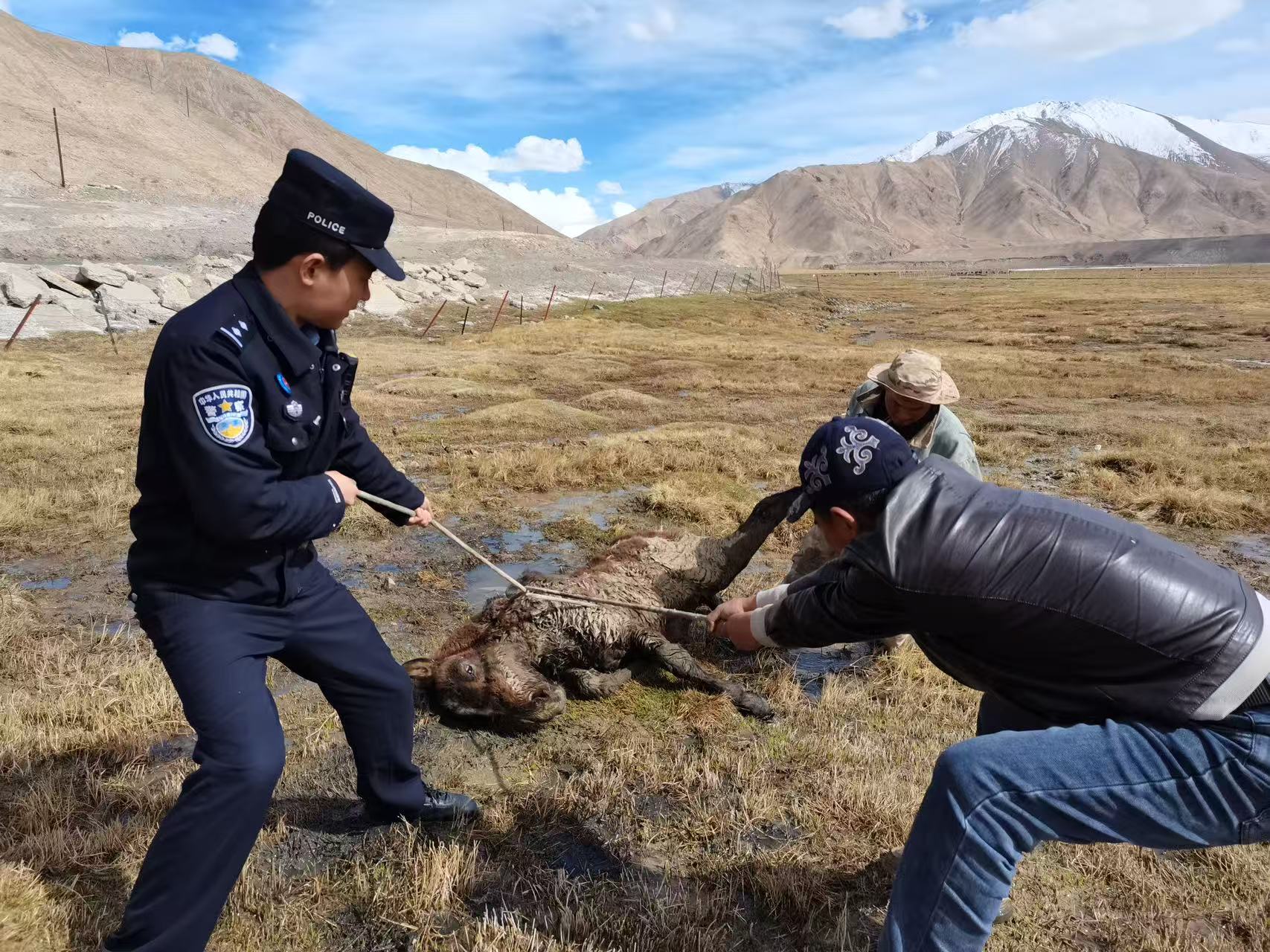 木吉所民警巧施援手，解救湿地被困小马