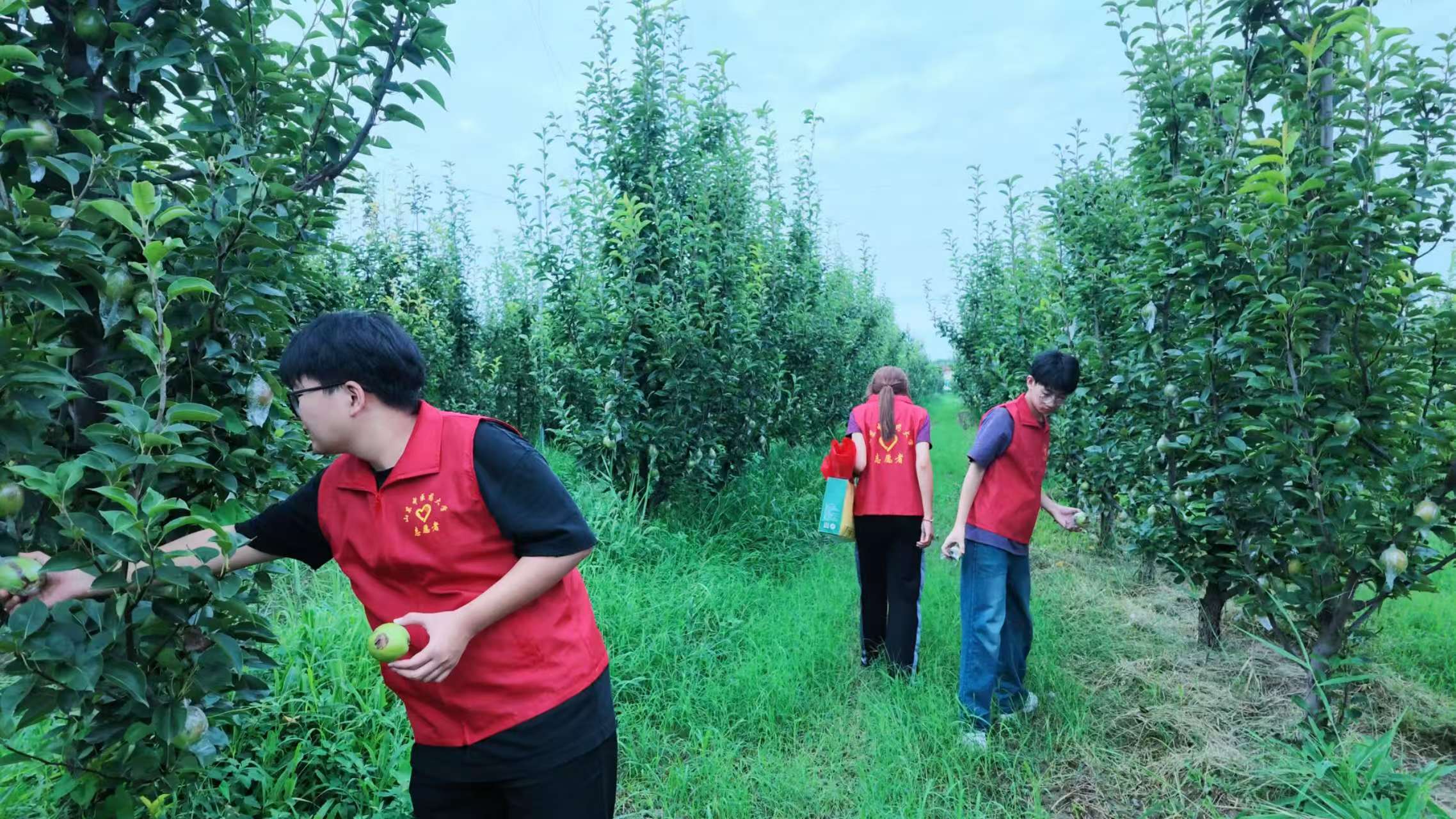 青春聚力赴阳信 岐黄多维促振兴——山东中医药大学“岐黄润梨·本草兴阳”实践队2026暑期“三下乡”综合实践活动第7张